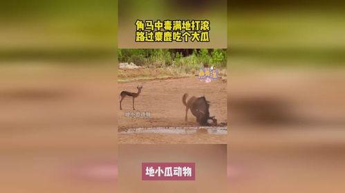 麋鹿吃瓜,瓜果飘香中的悠闲时光