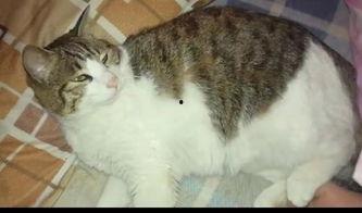 吃瓜大猫咪,揭秘娱乐圈的幕后故事